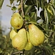 Груша 'Вильямс'