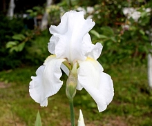 Ирис бородатый 'Нью Сноу'