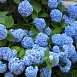 Гортензия крупнолистная 'Эндлесс Саммер блю'