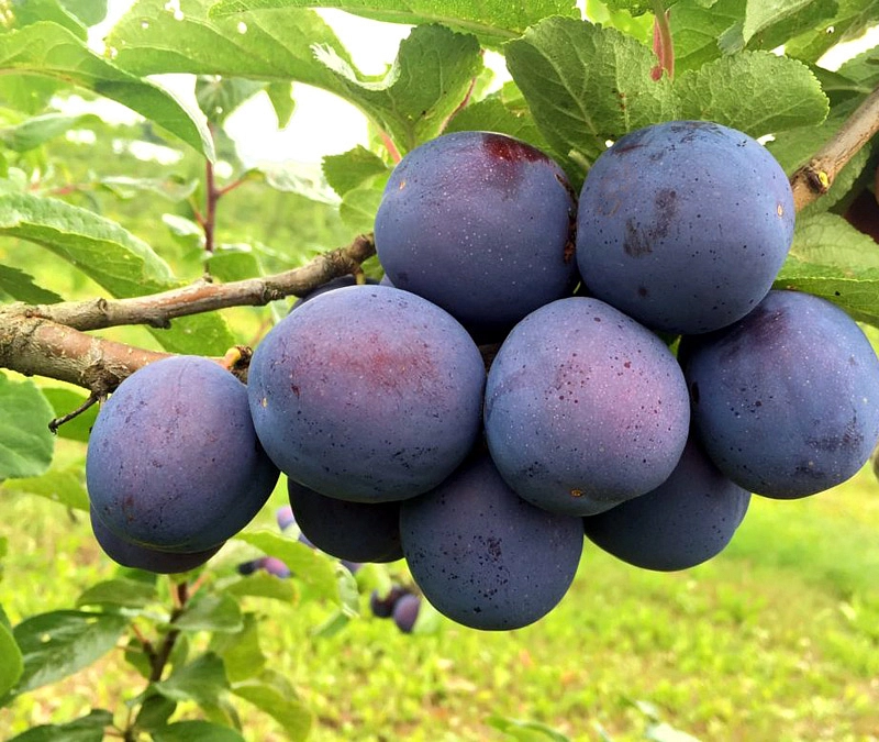 Слива 'Кромань'