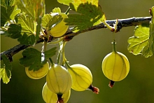 Крыжовник 'Русский желтый'