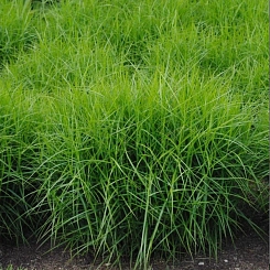 Осока пальмолистная