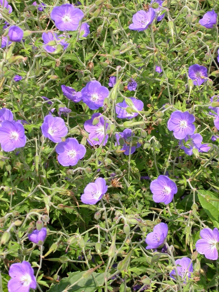 Герань гибридная 'Бруксайд'