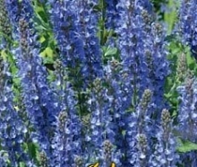 Сальвия превосходная  (Шалфей) 'Блю Куин'