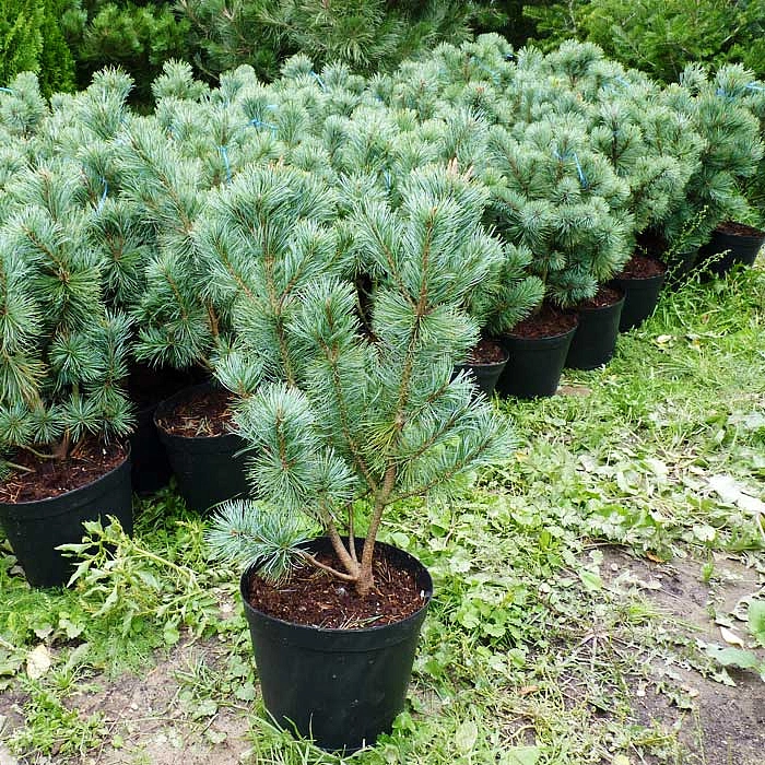 Сосна стланниковая (Pinus pumila)