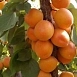 Абрикос 'Алеша'
