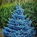 Ель колючая 'Беби Блю Ай'