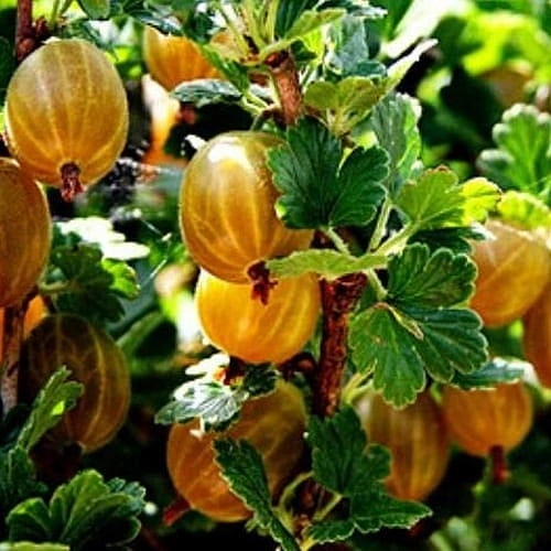 Крыжовник 'Янтарный'