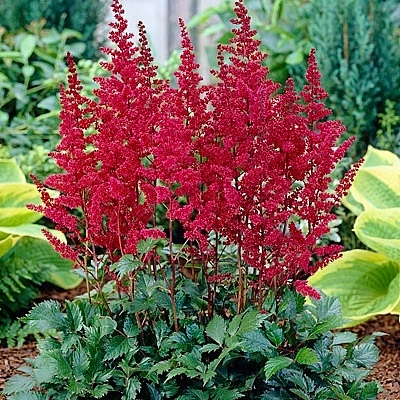 Астильба Арендса 'Бургунди Рэд'