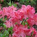 Рододендрон японский (азалия) (розовый)