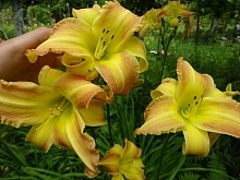 Лилейник гибридный 'Эмеральд Джо'