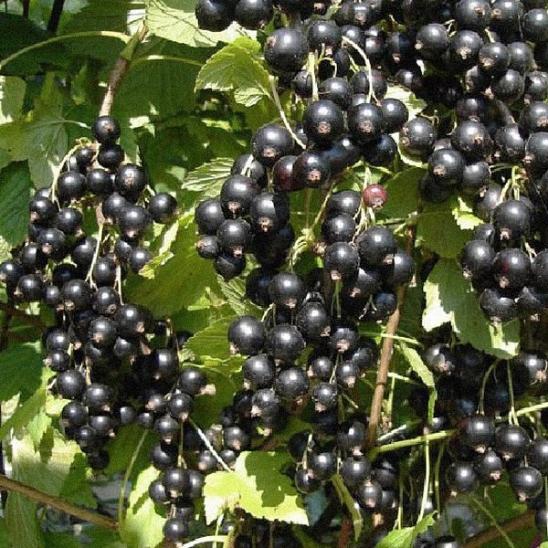 Смородина черная 'Нара'