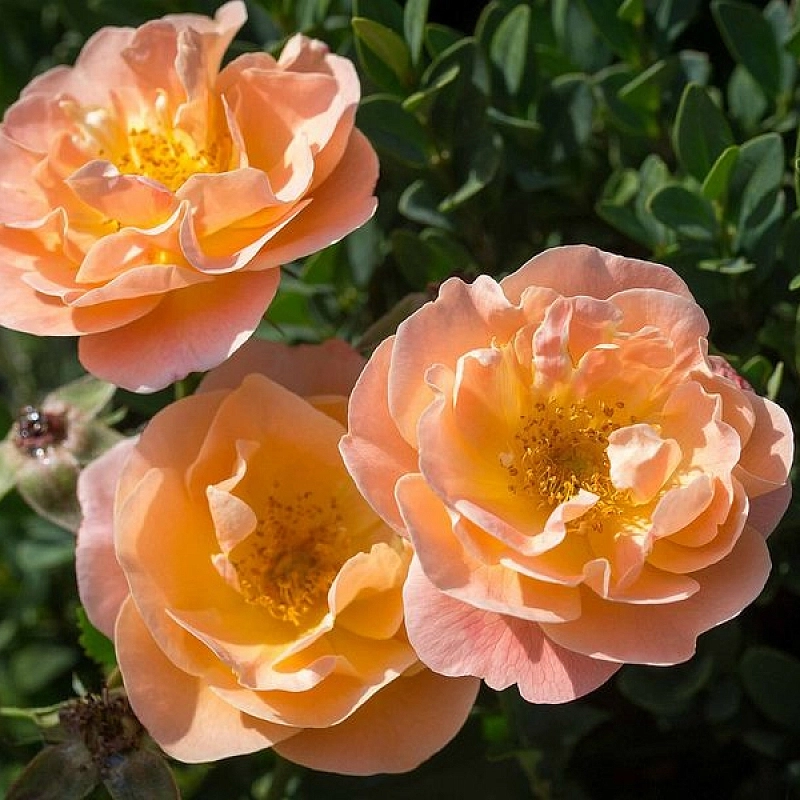 Роза 'Седана' (почвопокровная) (персиковая)