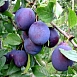 Слива 'Яичная синяя'