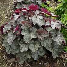 Сильвер Скролс