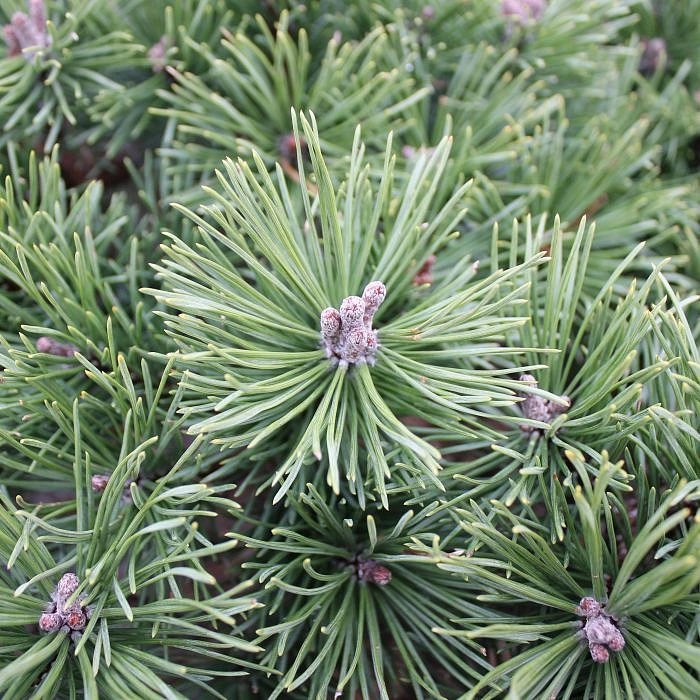 Сосна горная 'Мопс'