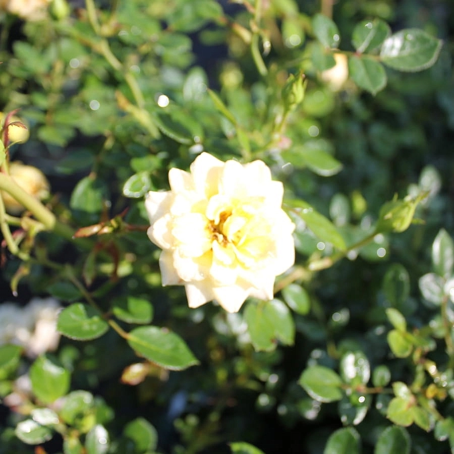 Роза 'Йеллоу Фэйри' (флорибунда, миниатюрная, почвопокровная) (желтая)