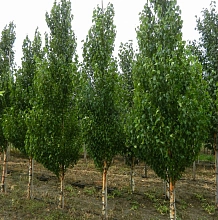 Береза повислая 'Фастигиата'