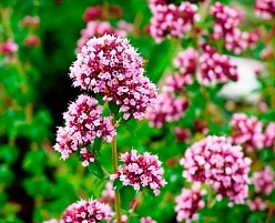 Душица обыкновенная (розовая)