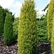 Можжевельник обыкновенный 'Голд Кон'