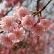Вишня мелкопильчатая (сакура)