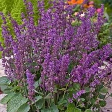 Сальвия мутовчатая (Шалфей) 'Эндлес Лав'