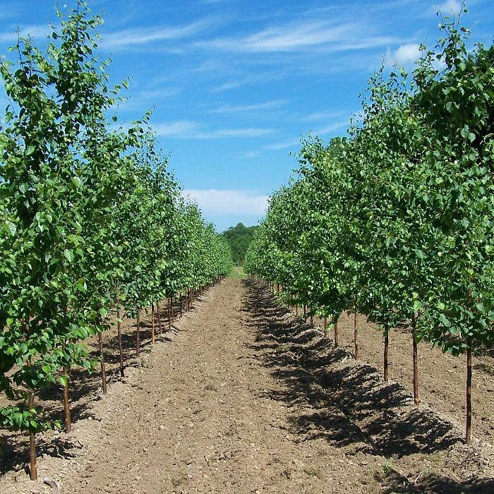 Береза бумажная