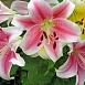 Лилия 'Пинк Бриллиант' (розово - белая)
