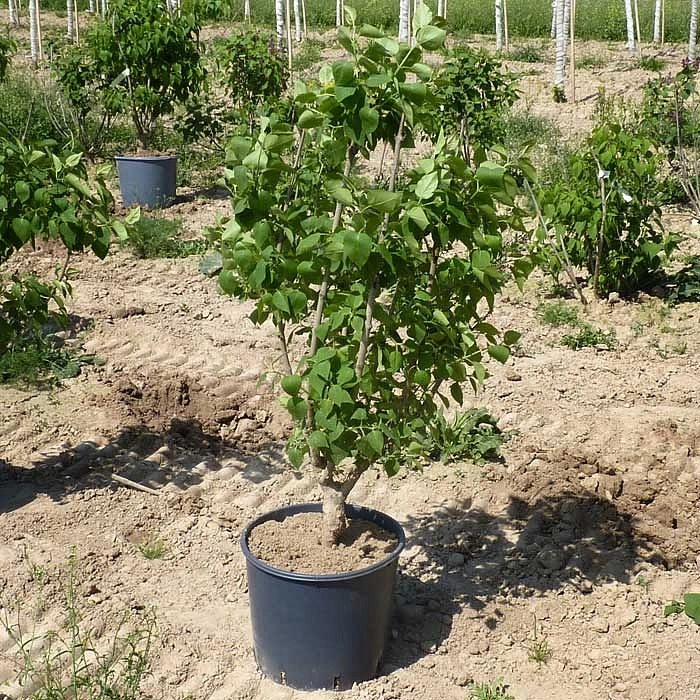 Сирень обыкновенная 'Мадам Энтони Бюхнер' (фиолетовая)