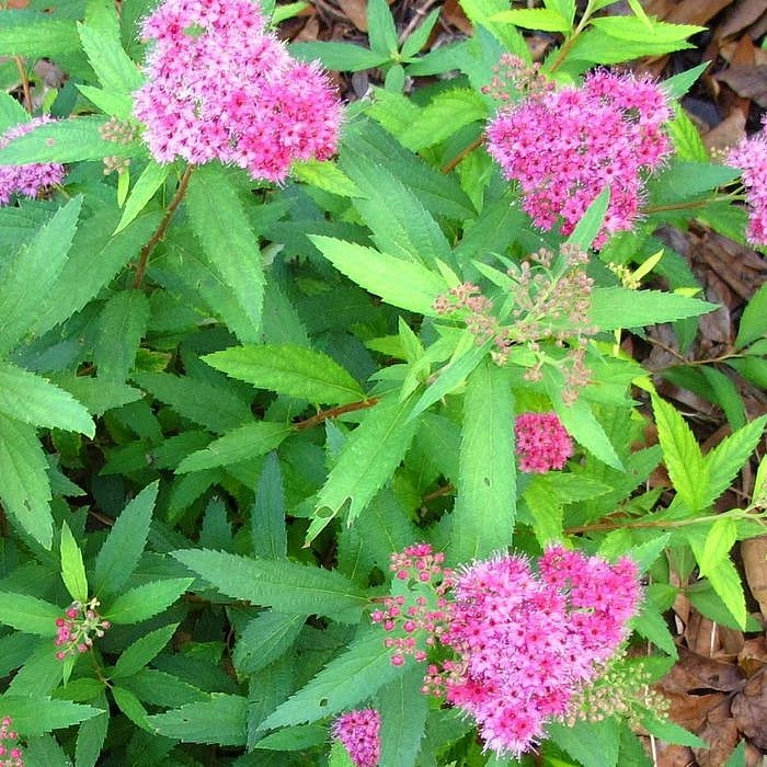 Спирея японская 'Неон Флеш'