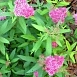 Спирея японская 'Неон Флеш'