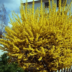 Форзиция промежуточная (средняя) 'Спектабилис'