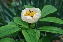 Пион крупнолистный