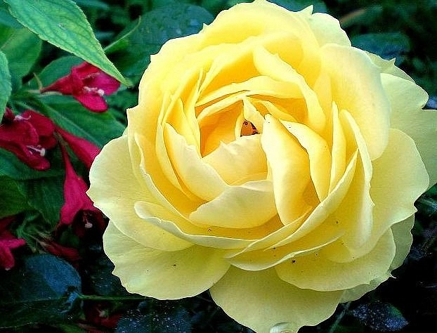 Роза 'Мальта' (чайно-гибридная) (желтая)