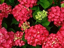 Гортензия крупнолистная 'Ред Энджел'