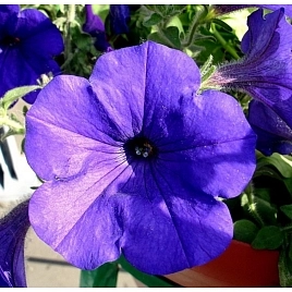 Петуния гибридная крупноцветковая 'Фалкон Мид блю' (фиолетовая)