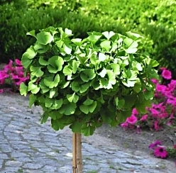 Гинкго билоба 'Марикен'