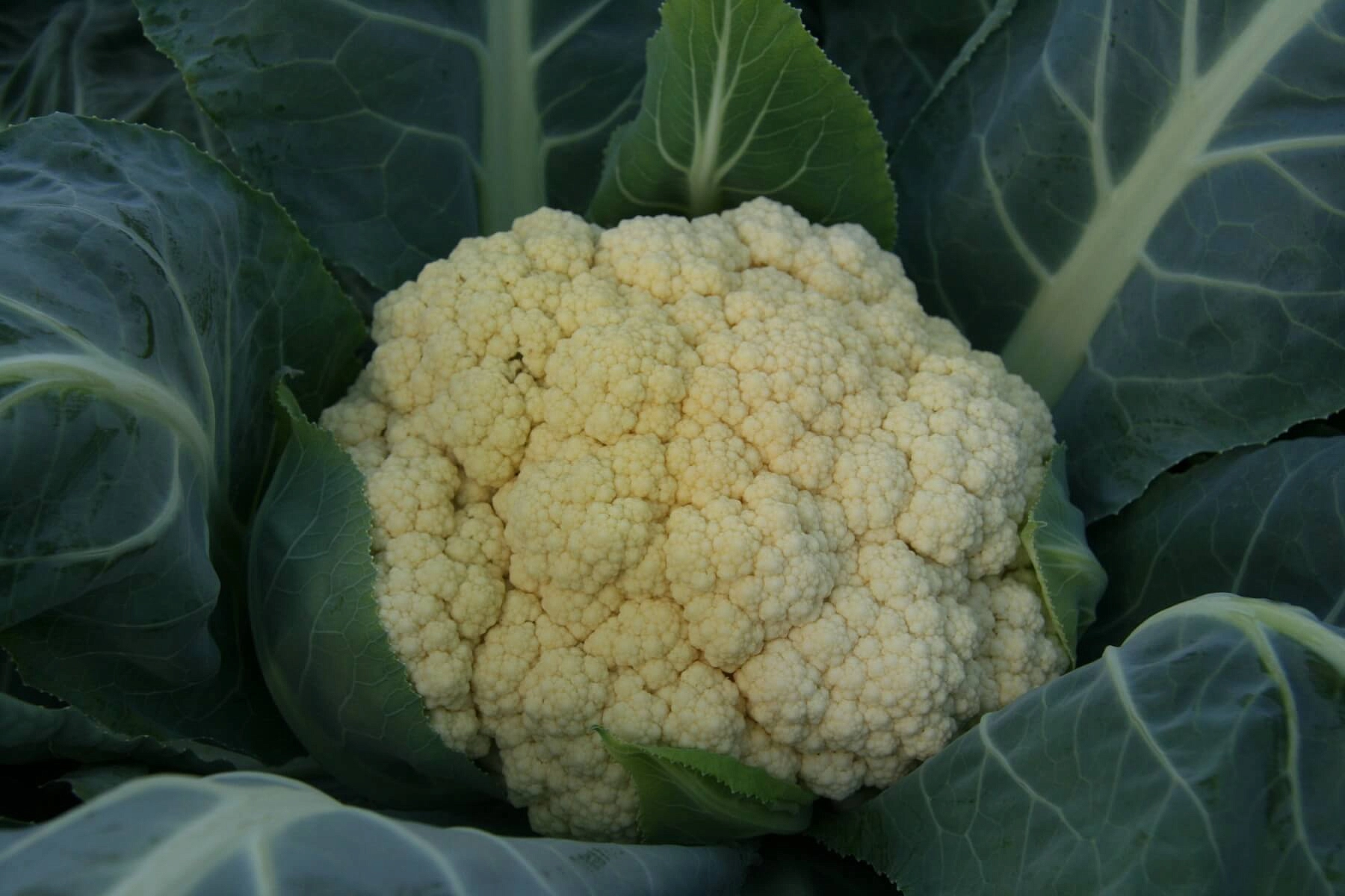 Капуста цветная 'Фристайл'