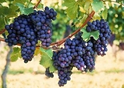 Виноград 'Русский фиолетовый'
