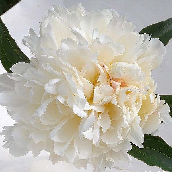 Пион молочноцветковый 'Уайт Айвори' (белый) Пион молочноцветковый 'Уайт Айвори' (белый)