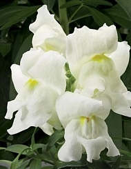 Антирринум компактный (Львиный зев) 'Монтего Уайт' (белый)