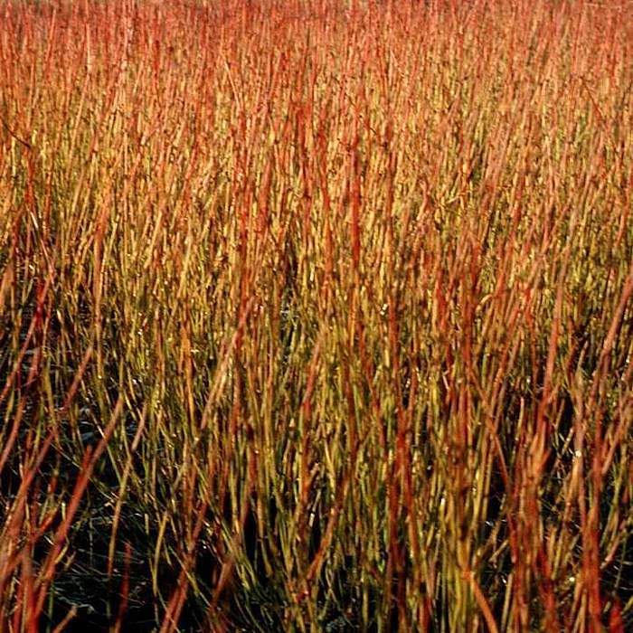 Дерен отпрысковый 'Келси'