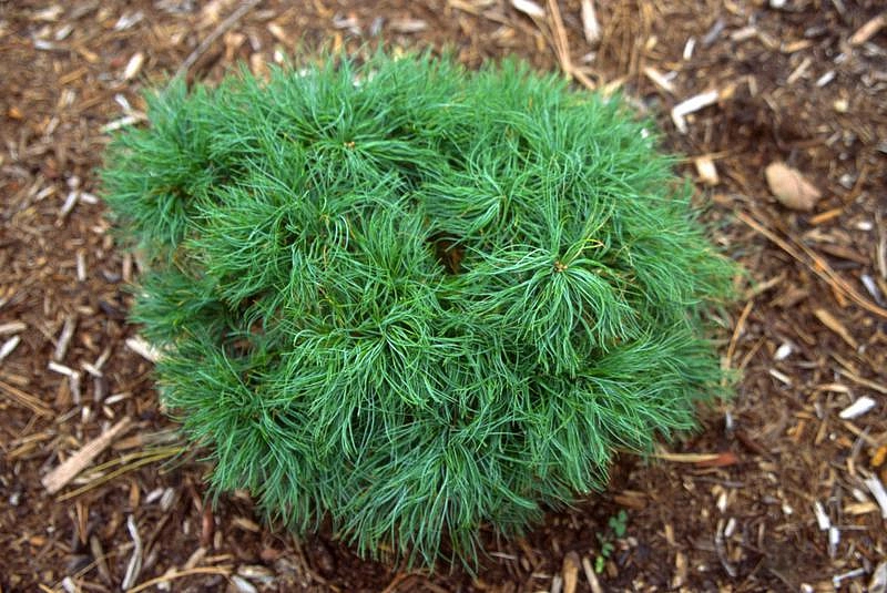 Сосна веймутова 'Грин Керлс'