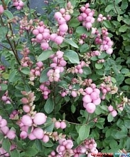 Снежноягодник Доренбоза