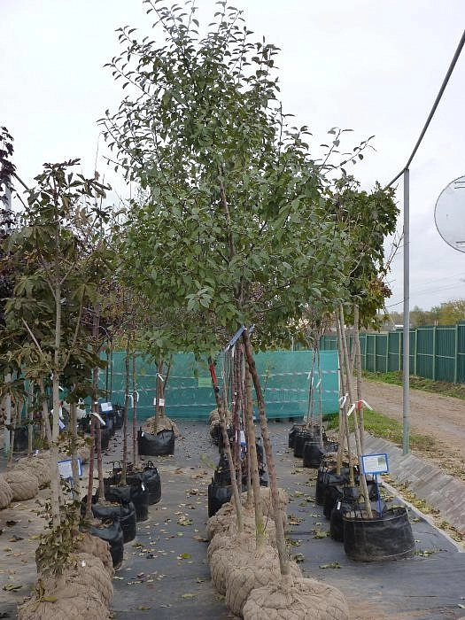 Яблоня лесная (декоративная)