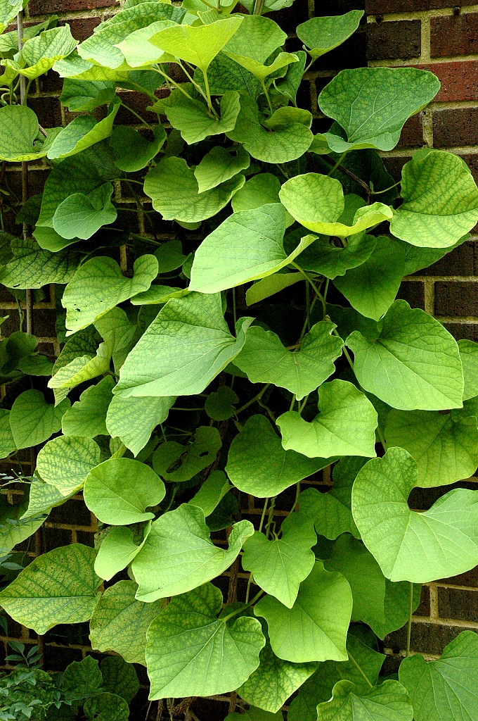 Аристолохия крупнолистная