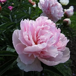 Пион молочноцветковый 'Ненси Нора' (розовый)
