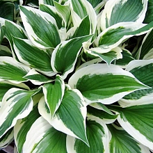 Хоста гибридная (вздутая, волнистая) 'Патриот'