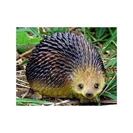 Еж прижатый Н-13