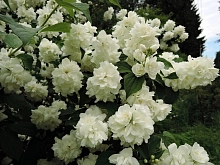 Чубушник 'Шнеештурм'